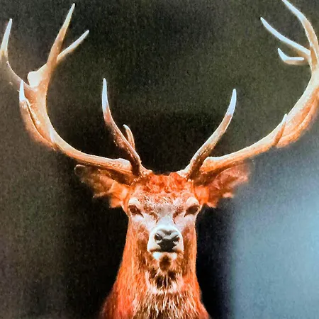 Apartment Au Coin Du Bois